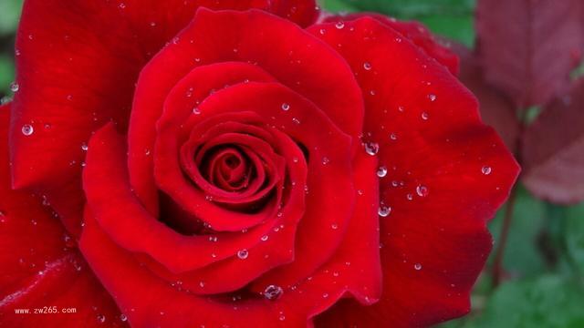 稀世玫瑰花图片