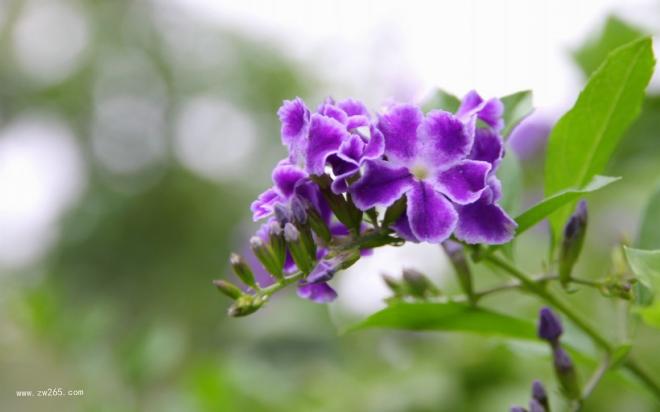 夏日宠儿金露花图片