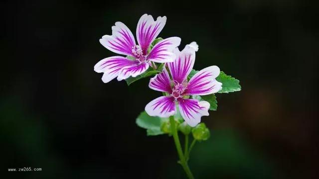 美丽绽放的锦葵花图片