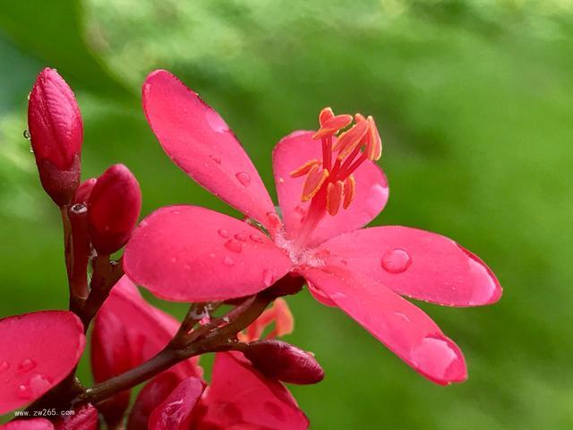 雨中过后的花卉图片 