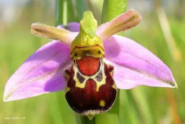 唯美姿态奇异花图片