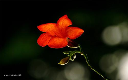 娇小玲珑的凌霄花图片