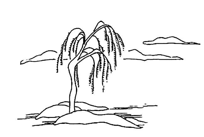 柳树的简笔画图片