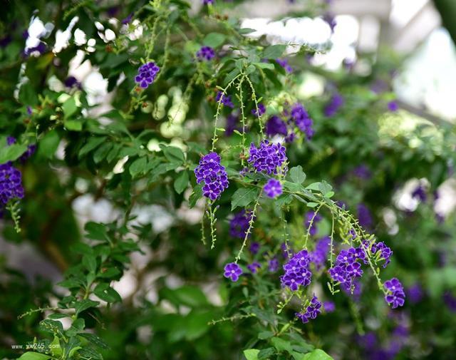 夏日宠儿金露花图片