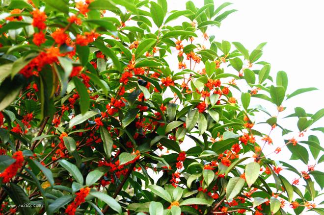 红红遍地桂花香图片