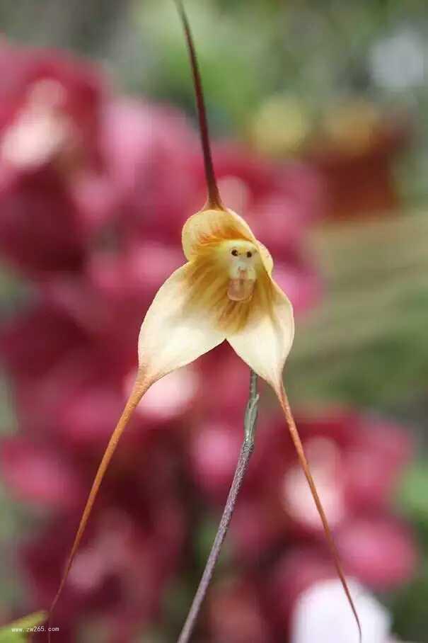 唯美姿态奇异花图片