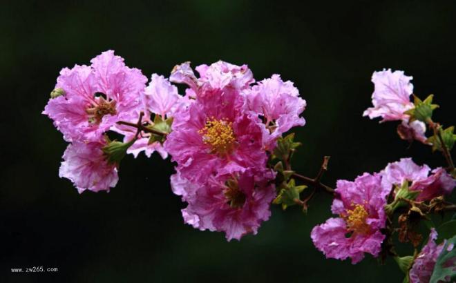 安阳市花紫薇花图片  
