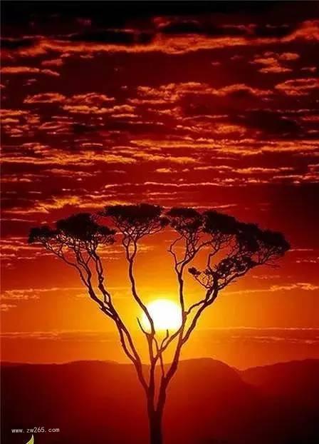 夕阳红背景图片