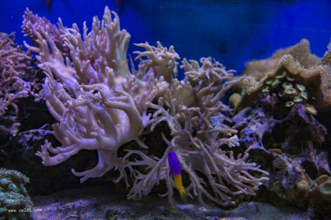 绽放光芒的珊瑚礁背景图片