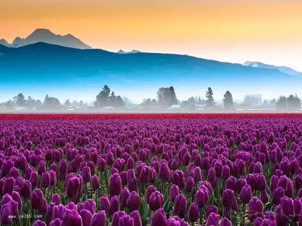 红尘中遇见花海背景图片 