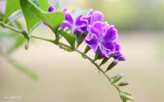 夏日宠儿金露花图片