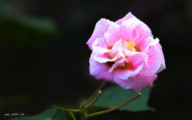 深秋风情的木芙蓉图片