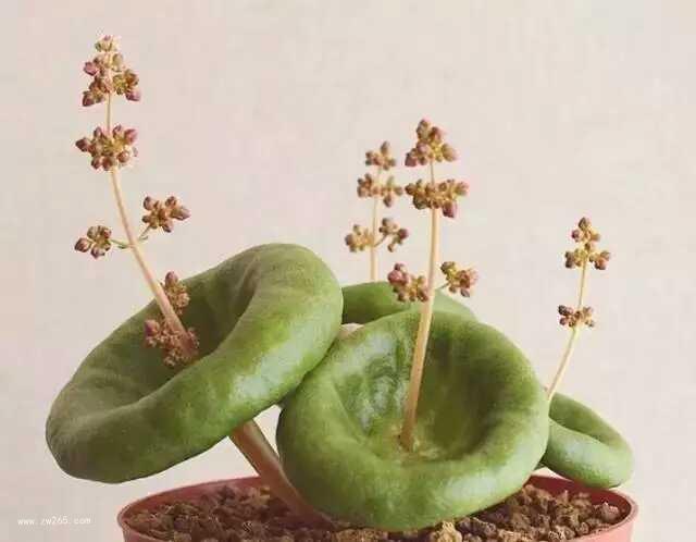 唯美姿态奇异花图片
