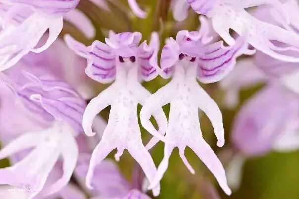 唯美姿态奇异花图片