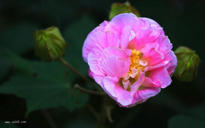 深秋风情的木芙蓉图片