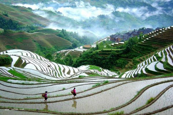 自然风光梯田背景图片