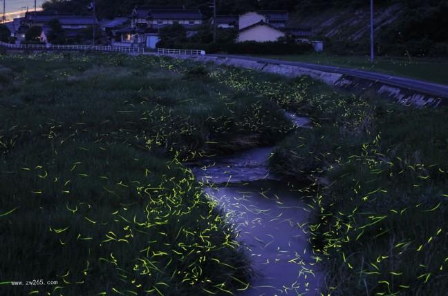 黄金萤火虫背景图片