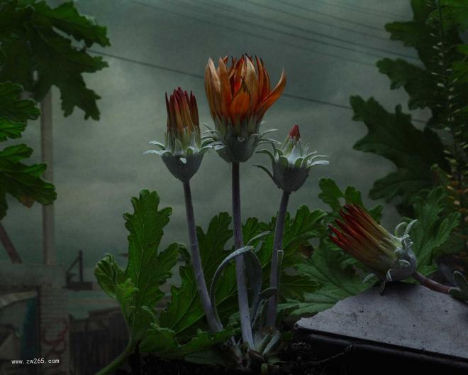 灰暗鲜花背景图片