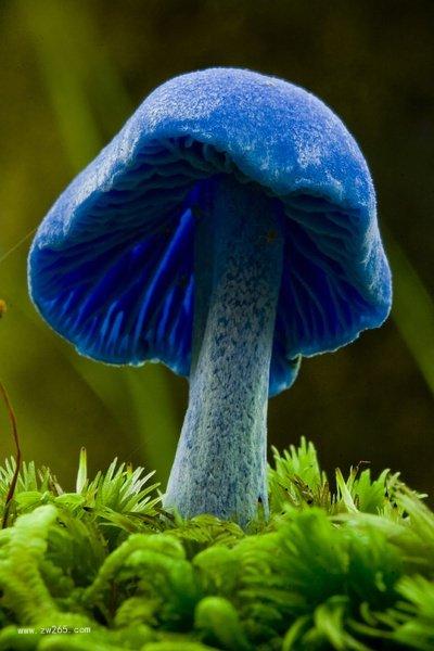奇葩的花草花卉图片
