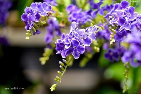 夏日宠儿金露花图片