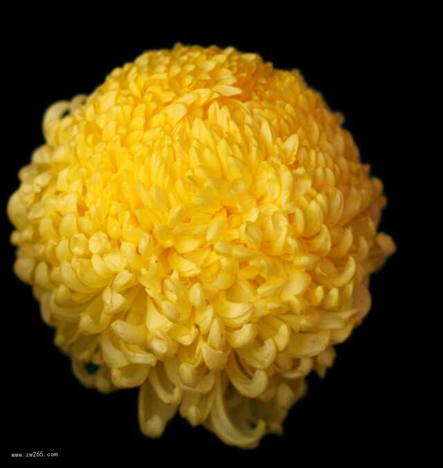 造型各异的菊花图片
