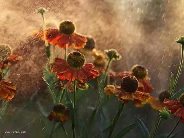 红尘中遇见花海背景图片 