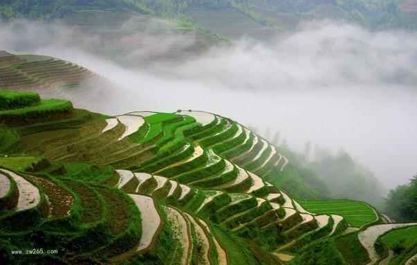 自然风光梯田背景图片