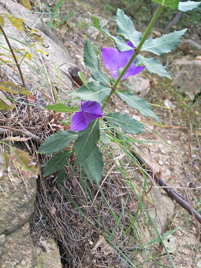 花丛间的野花背景图片