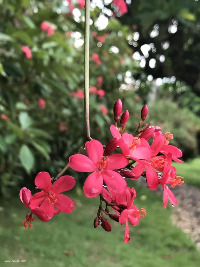 雨中过后的花卉图片 
