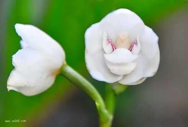 唯美姿态奇异花图片
