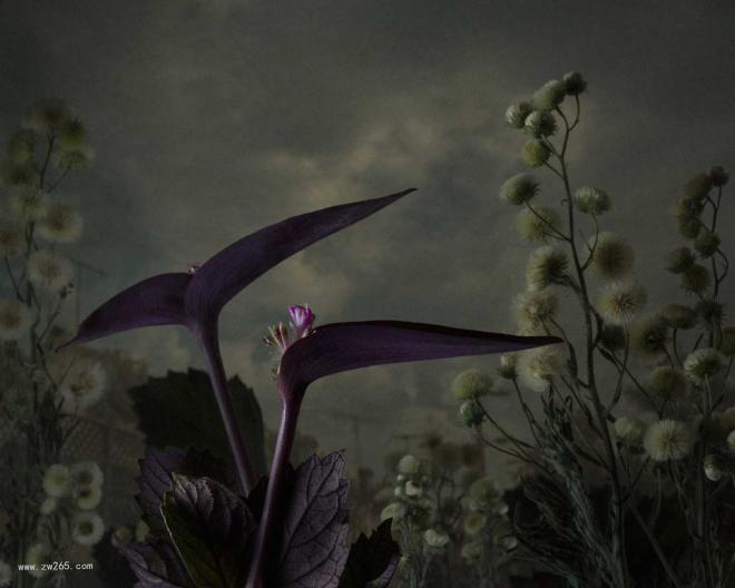 灰暗鲜花背景图片