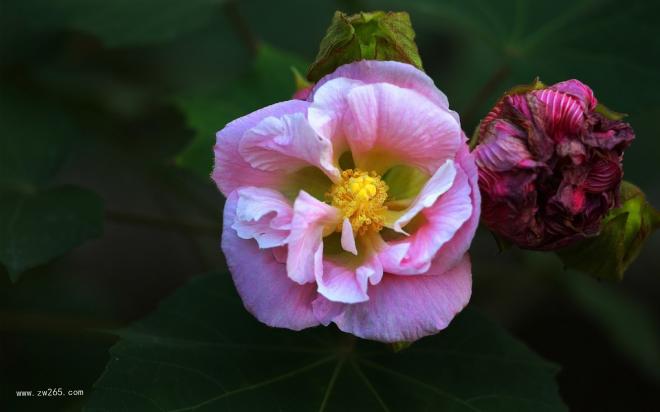 深秋风情的木芙蓉图片