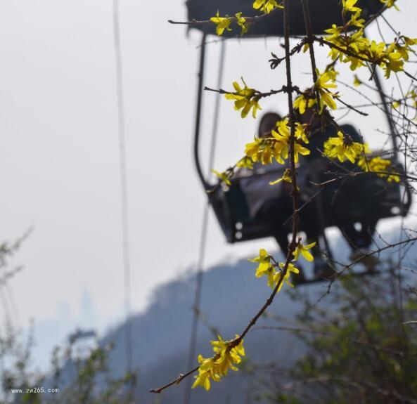 鹤壁市花迎春花图片 