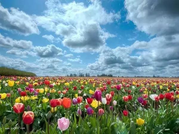 红尘中遇见花海背景图片 