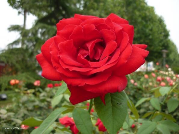 焦作市花月季花图片  