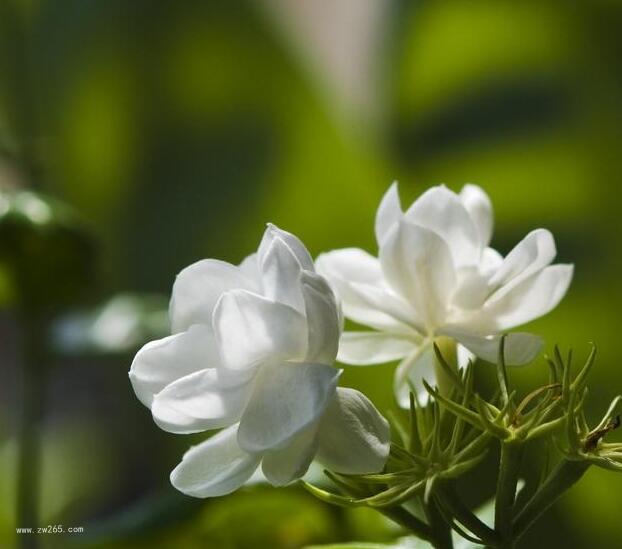 福州市花茉莉花图片  