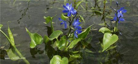 素雅光泽的雨久花图片