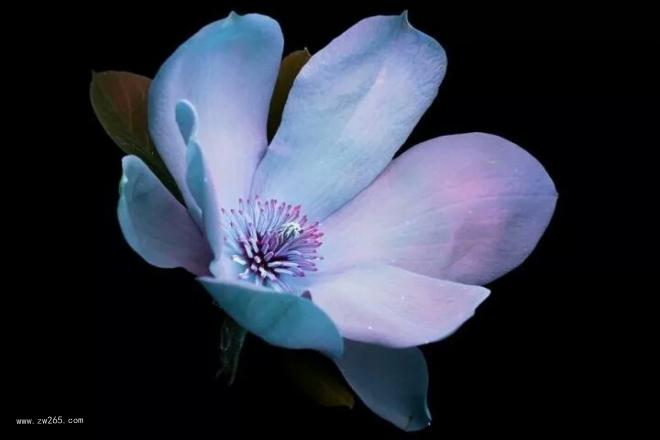 会闪闪发光的花卉图片 