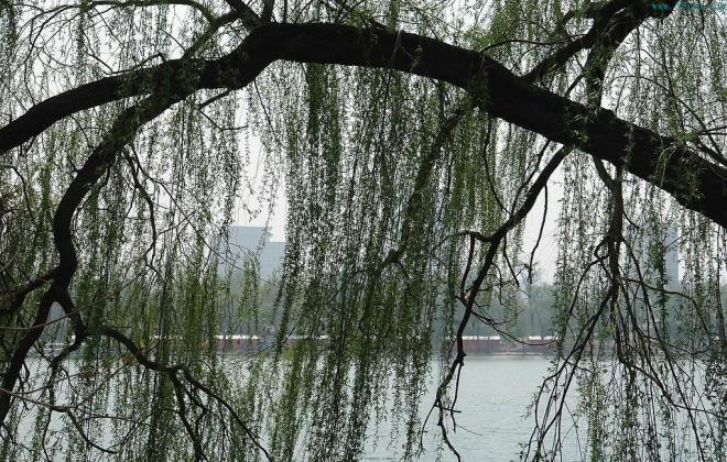 柳树图片