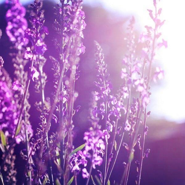 薰衣草花海背景