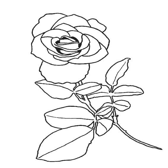 关于玫瑰花的简笔画图片素材
