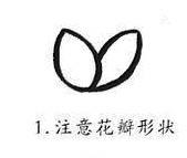 荷花简笔画大全图片