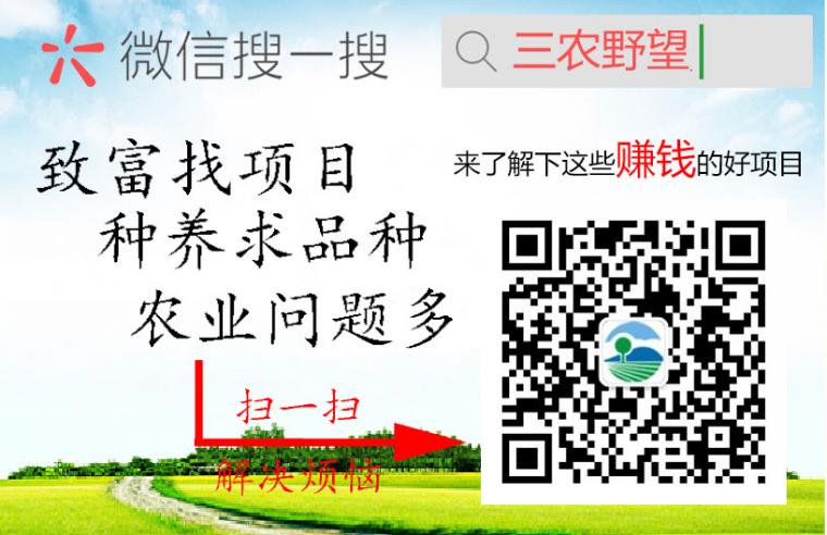 羊肚菌