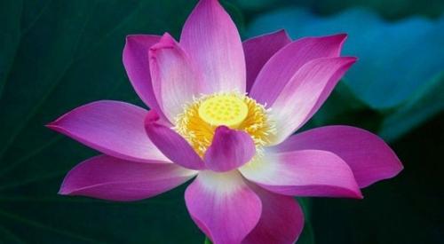 鲜花唯美意境图片