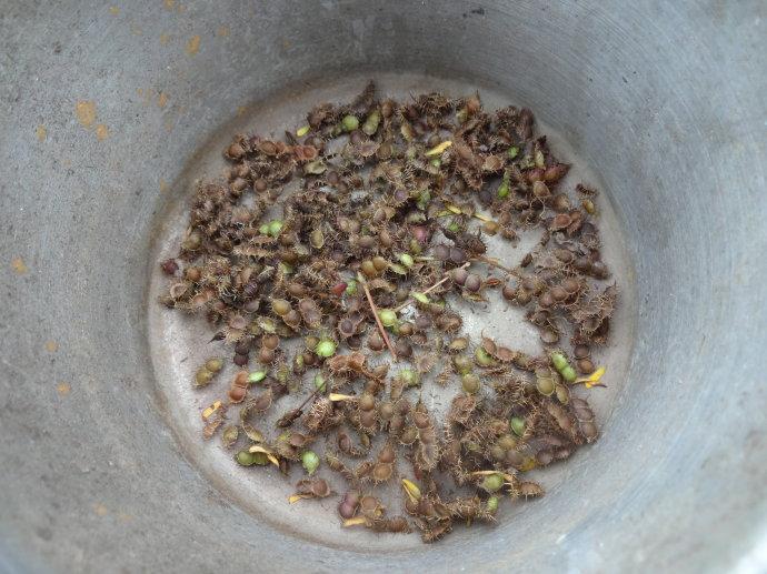 收集好含羞草的种子，以备明年培育含羞草之需，可不能辜负孩子们对