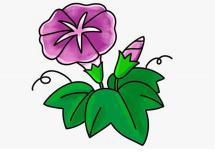 牵牛花简笔画画法步骤