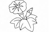 牵牛花简笔画画法步骤