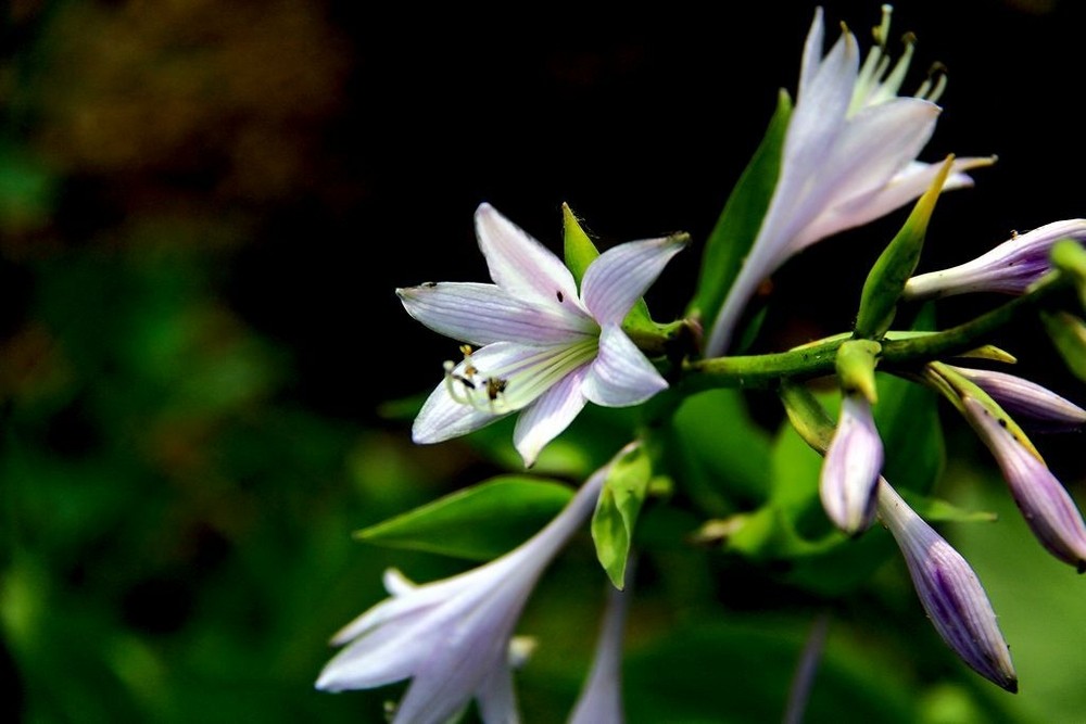 玉簪花图片1