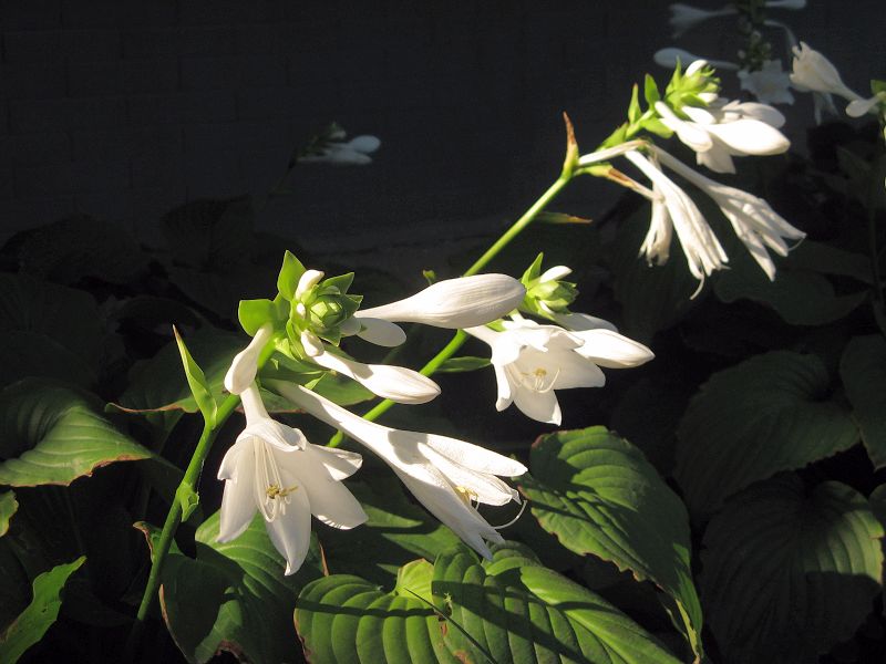 玉簪花