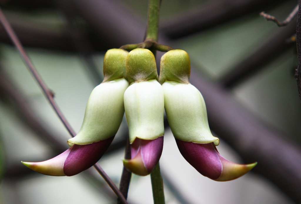禾雀花开